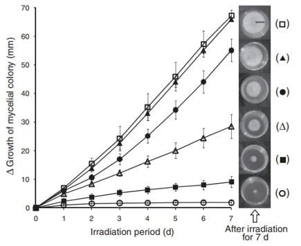 Efecto de supresión de la estimulación de la luz azul sobre el crecimiento del micelio del hongo ostra
