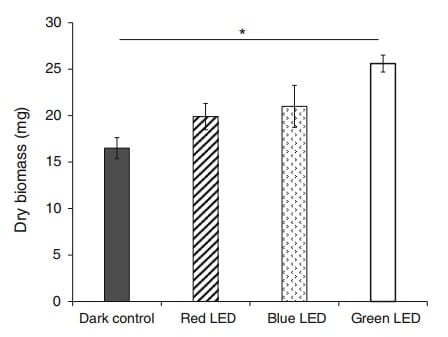 Biomasa seca de micelio de Lentunila edodes cultivado bajo exposición a diferentes fuentes de luz LED